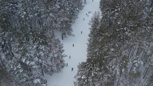 Skiers In The Forest