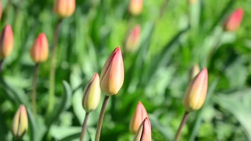 Tulips in the Spring