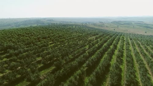 Wunderschöner Obstgarten. Luftbild