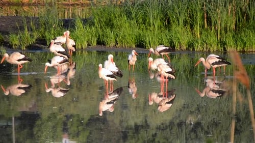 Many Birds Storks and Seagulls on the Shore of the Lake Near the Green Reeds