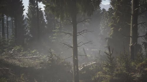 Pine and Spruce Tree Forest