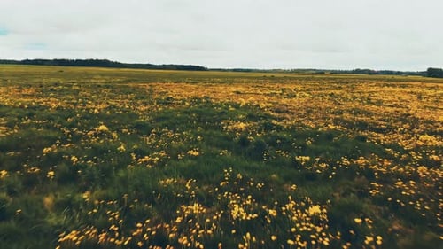 Summer Meadow Field Background With Wild Yellow Flowers