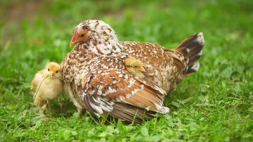 Chicken with Chicks