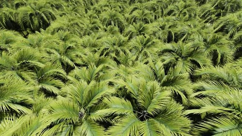 Beautiful Illustration with Crown Palms Leaves.