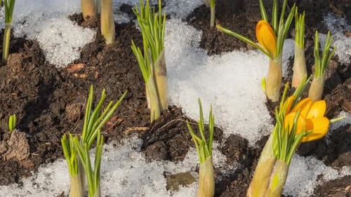 Crocus Flowers Bloom Through Melting Snow in Spring