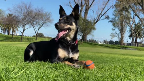 Australischer Kelpie-Schäferhund auf einer grünen Wiese