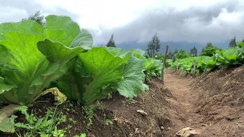 Agricultura da natureza bonita