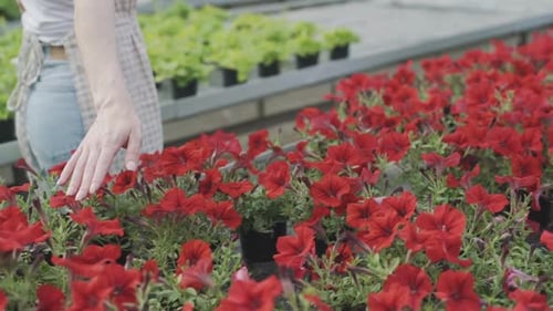 Woman Touches Red Flowers in Greenhouse