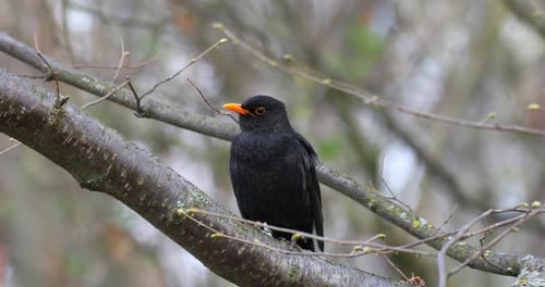 Männchen der Amsel in der Natur