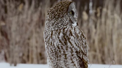 Great Gray Owl Perched in a Winter Forest