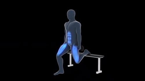 3D Human Anatomy Squat Exercise Muscle Highlight