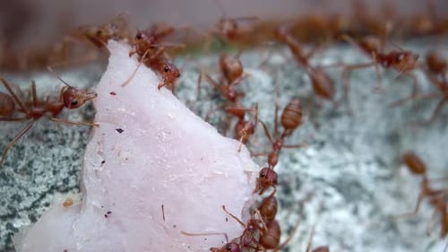 Nahaufnahme des natürlichen Lebens von Insekten. Ameisen arbeiten als Team und tragen ein Stück Schinken den Zaun hinauf