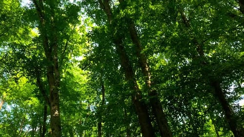 Bosque