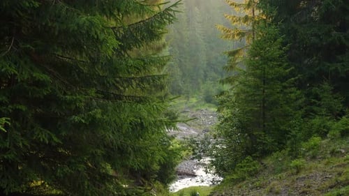 Morning Forest 2