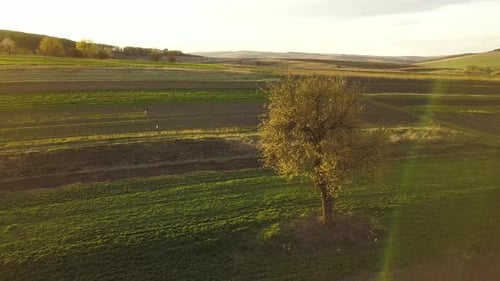 Big green tree growing alone in spring field in orange evening sunlight at sunset.