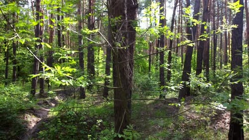 Green Bright Forest