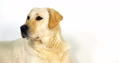 Gelber Labrador Retriever, Porträt der Hündin auf weißem Hintergrund, Normandie, Zeitlupe 4K