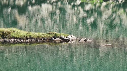 Small Island in the Lake