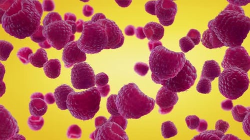 Falling Raspberries Seamless Loop Animation