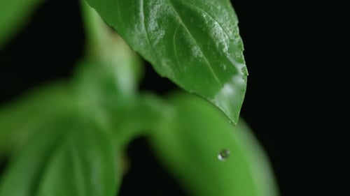 Water Droplets on Fresh Green Basil Leaves