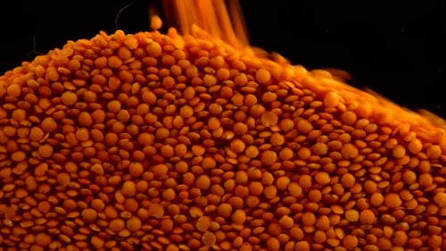 Pouring Orange Lentils on a Black Background