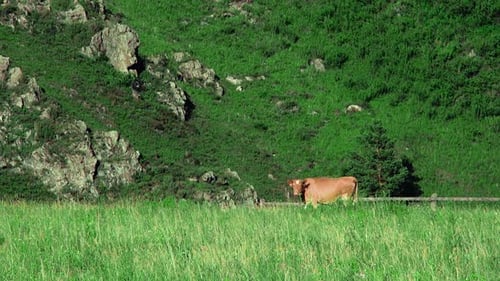 Vieh, das auf dem Feld weidet
