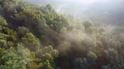 Foggy Mountain Forest