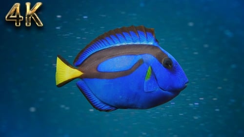 Realistic Blue Tang Fish Swimming Animation in Clear Ocean