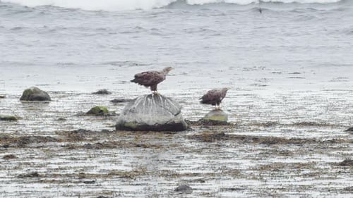 Eagle Couple