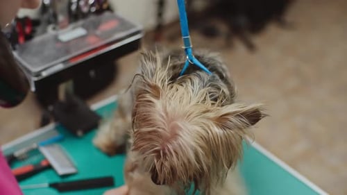 Dog Being Groomed by a Person with Tools