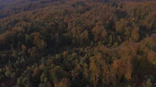 Colorful Forest In Autumn