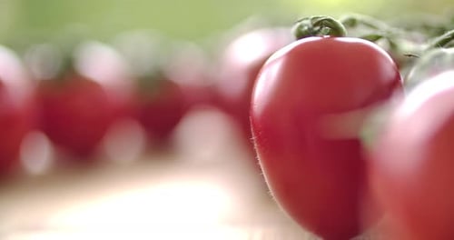 Red Tomatoes