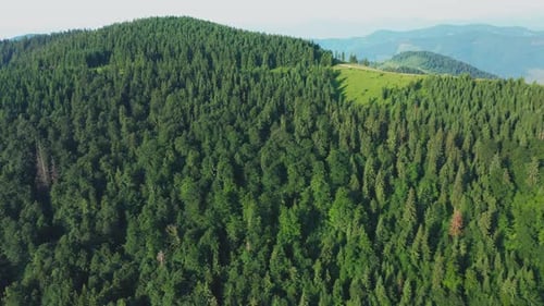 Aerial Drone View of Pine Trees in a Coniferous Forest