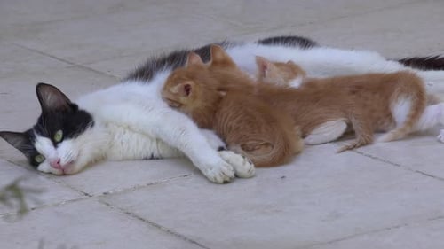 Mother Cat Breastfeeding Her Kitten On A Concrete Floor 2