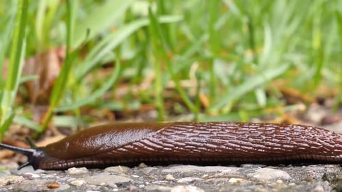 Eine braune Schnecke kriecht von rechts über eine Schotterpiste und fährt auf der linken Seite aus, Makroaufnahme,
