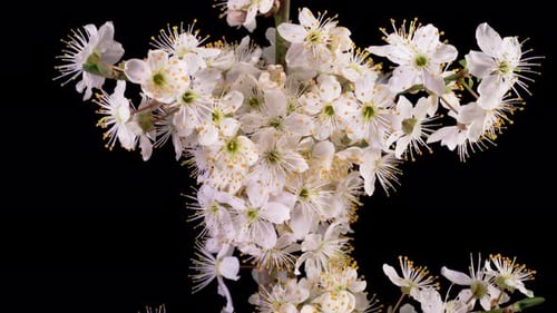 Time Lapse: White Flower Blooming on Black Background