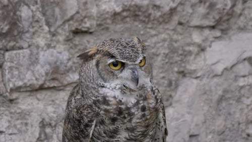 Horned Owl
