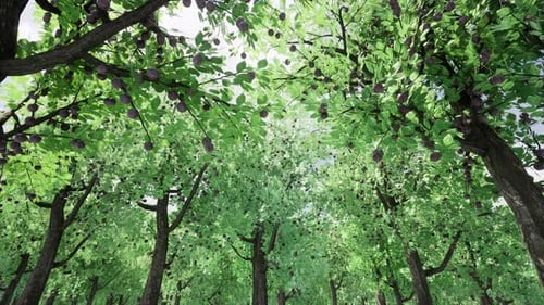 Green Change Seasons Summer to Autumn Climate Change Nature Forest Landscape