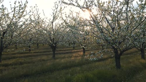 Spektakulärer Ziergarten mit blühenden üppigen Bäumen an idyllischen sonnigen Tagen