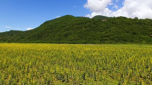 Aerial view panorama of green valley with plants and mountain on background