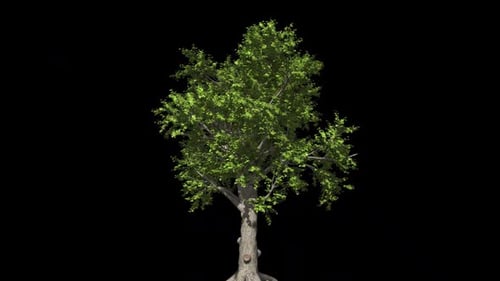 Tree With Foliage And Alpha Channel