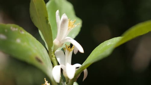 Opened white lemon fruit flower shallow DOF 4K 2160p 30fps UHD footage - Citrus limon plant bud in t