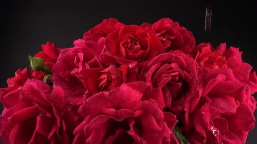 Falling drops of water on the buds of red roses. Shooting on a black background.