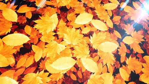 Autumn Leaves