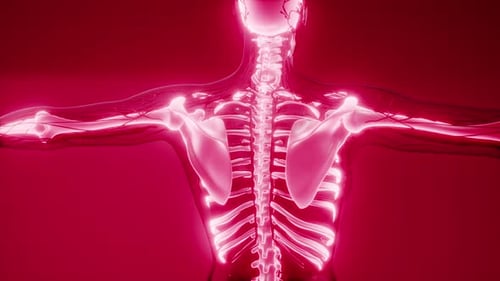 Glowing Human Skeleton and Circulatory System 3D Animation