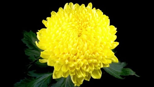 Bright Yellow Chrysanthemum Flower Blooming in Studio Close-Up