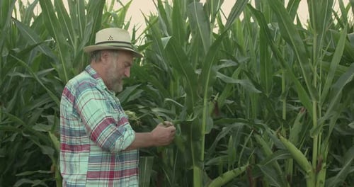 The Senior Farmer in Hat Examines the Corn Cobs in Green Field