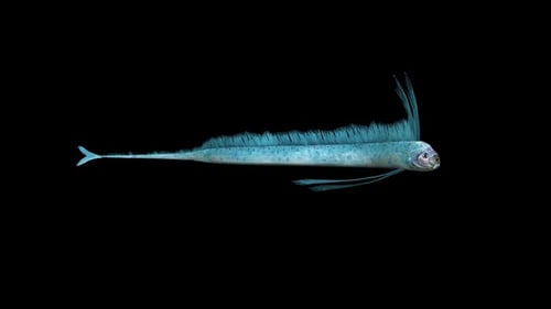 Hairtail Fish Swim