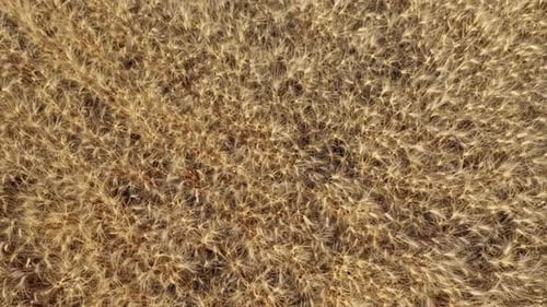 Top View of a Wheatfield