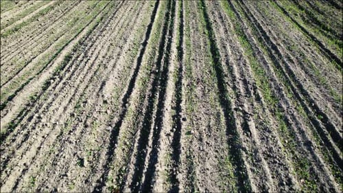 Flug über junge Getreidetriebe, die im Frühling wachsen